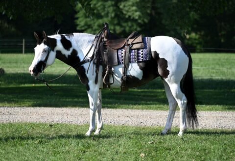 Bella - Quarter Horse Mare