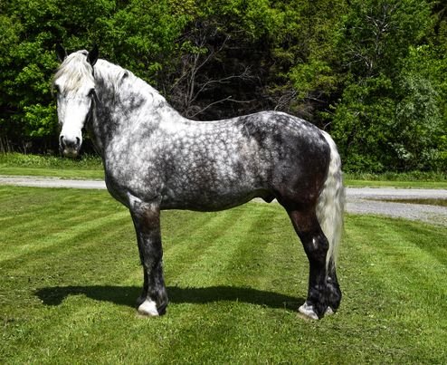 Bella - Quarter Horse Mare