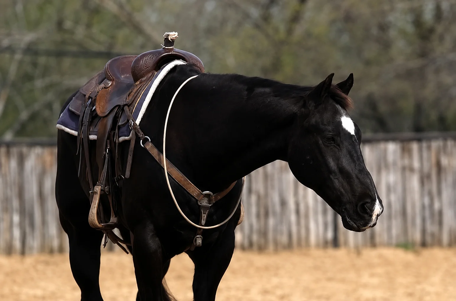 Ranchy
