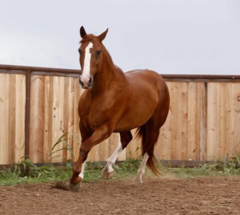 Bella - Quarter Horse Mare