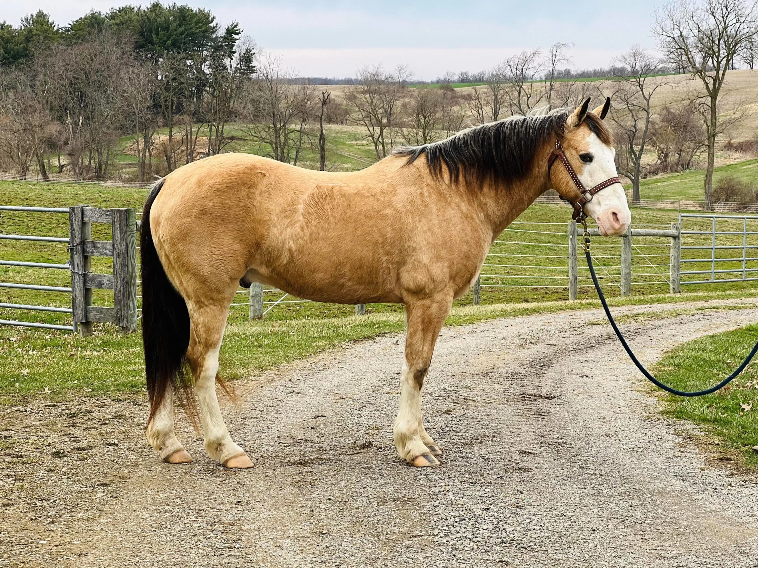 Bella - Quarter Horse Mare