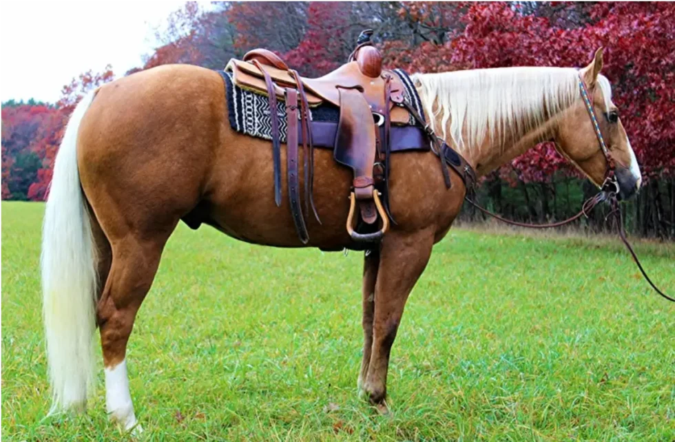 Bella - Quarter Horse Mare