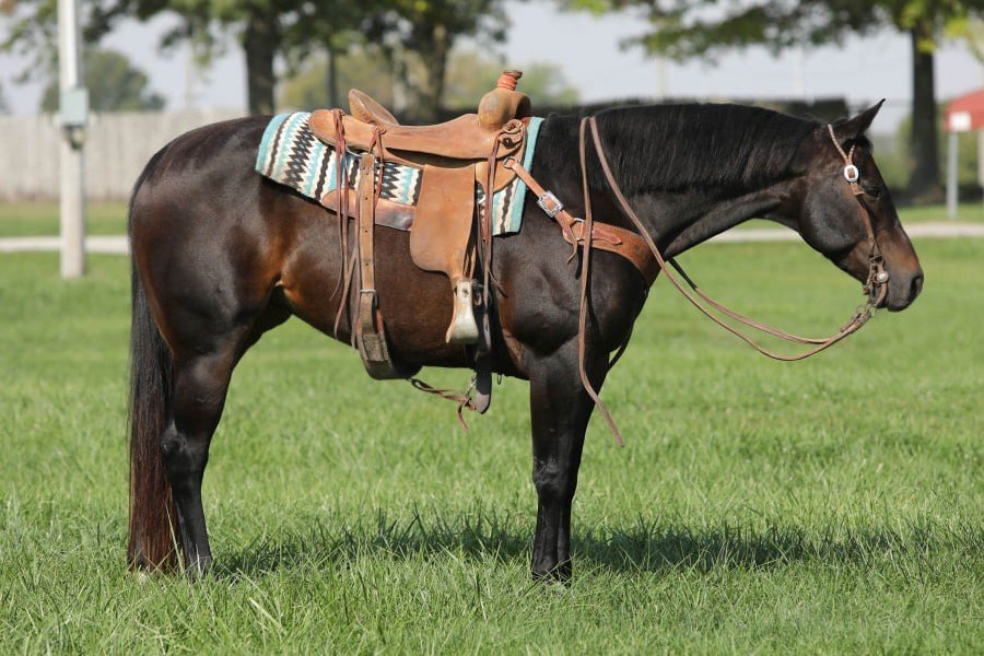 Ranchy