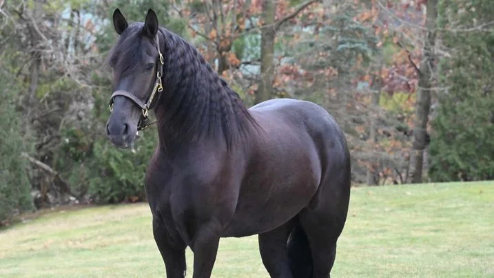 Bella - Quarter Horse Mare
