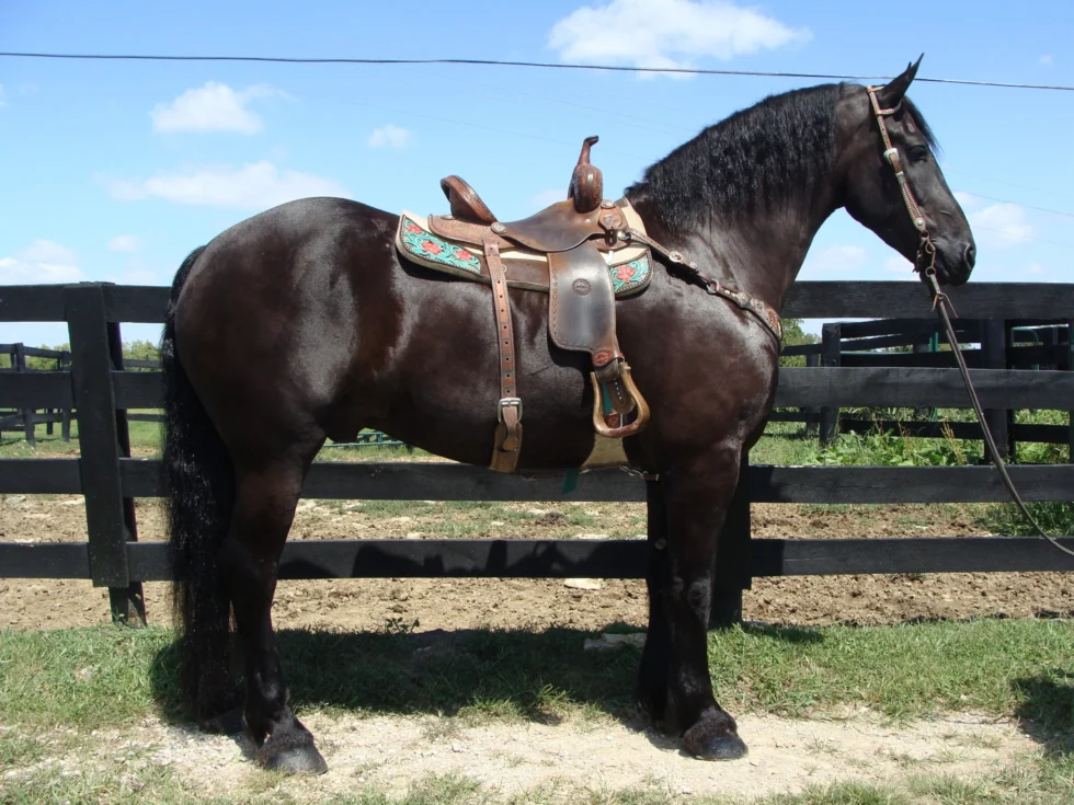 Ranchy