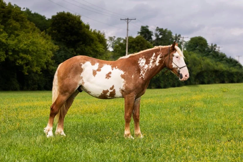 Ranchy