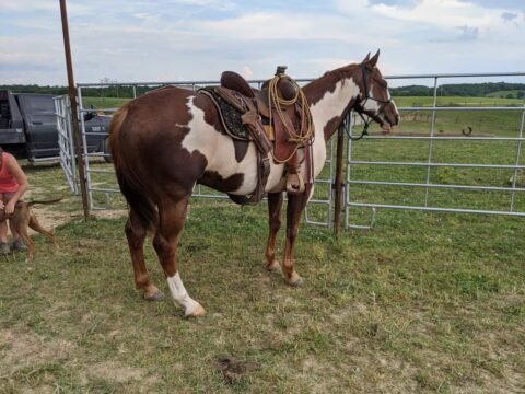 Bella - Quarter Horse Mare