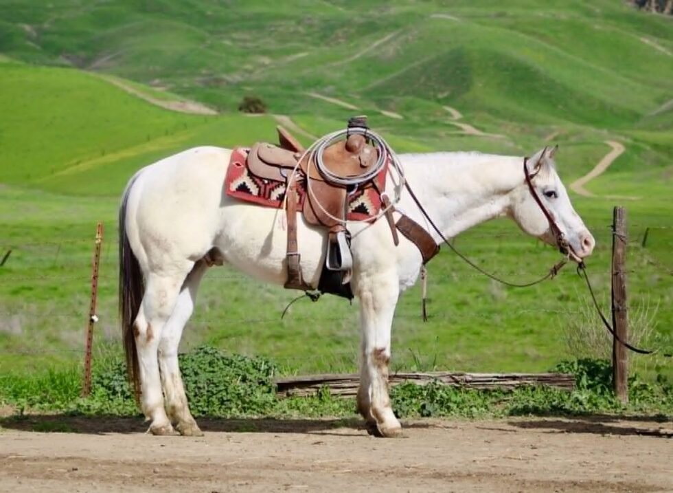Bella - Quarter Horse Mare