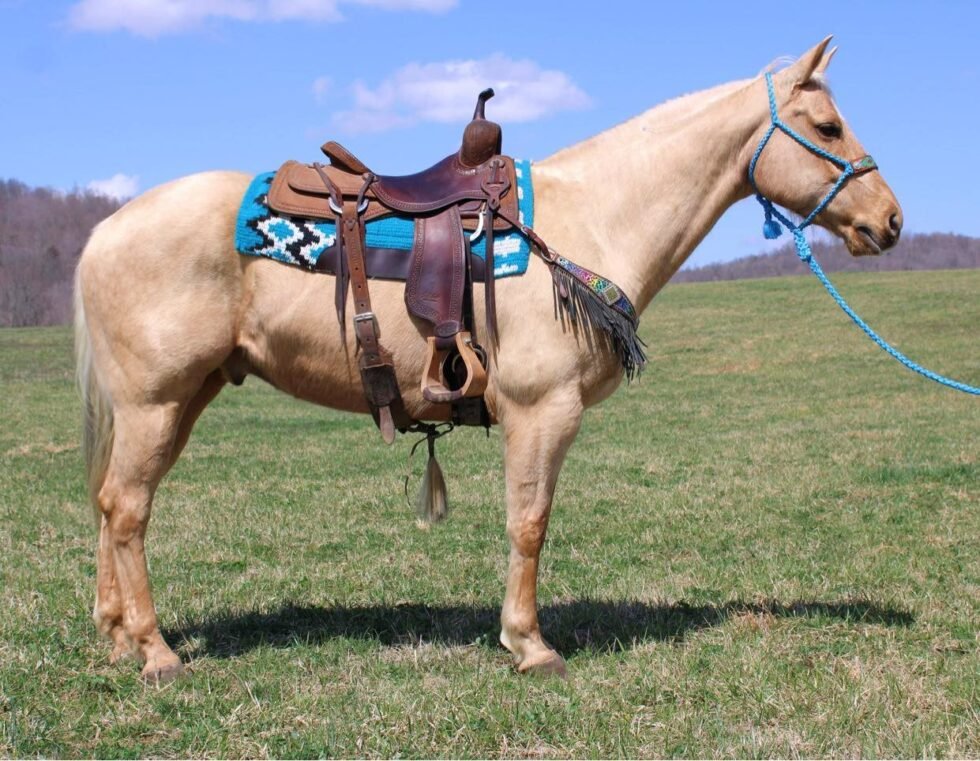 Bella - Quarter Horse Mare