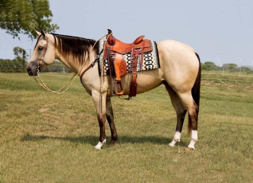Ranchy