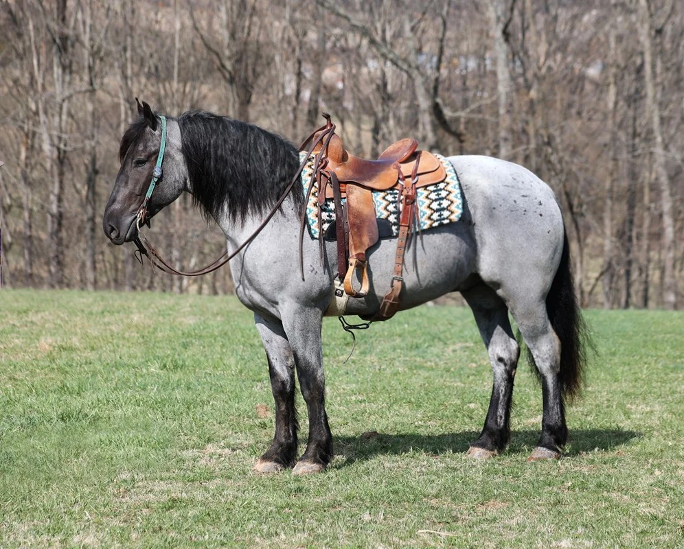 Bella - Quarter Horse Mare