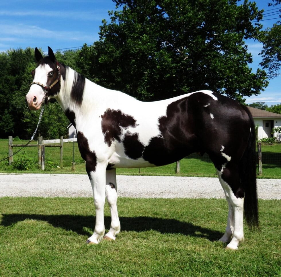 Bella - Quarter Horse Mare