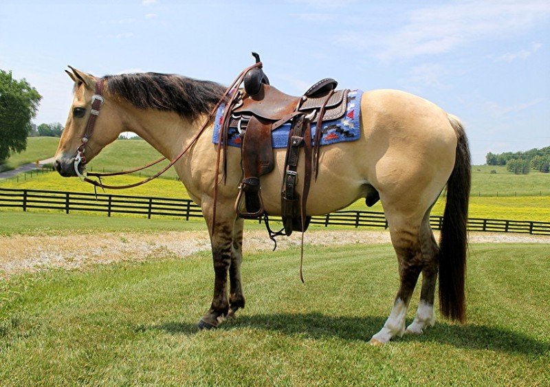 Bella - Quarter Horse Mare