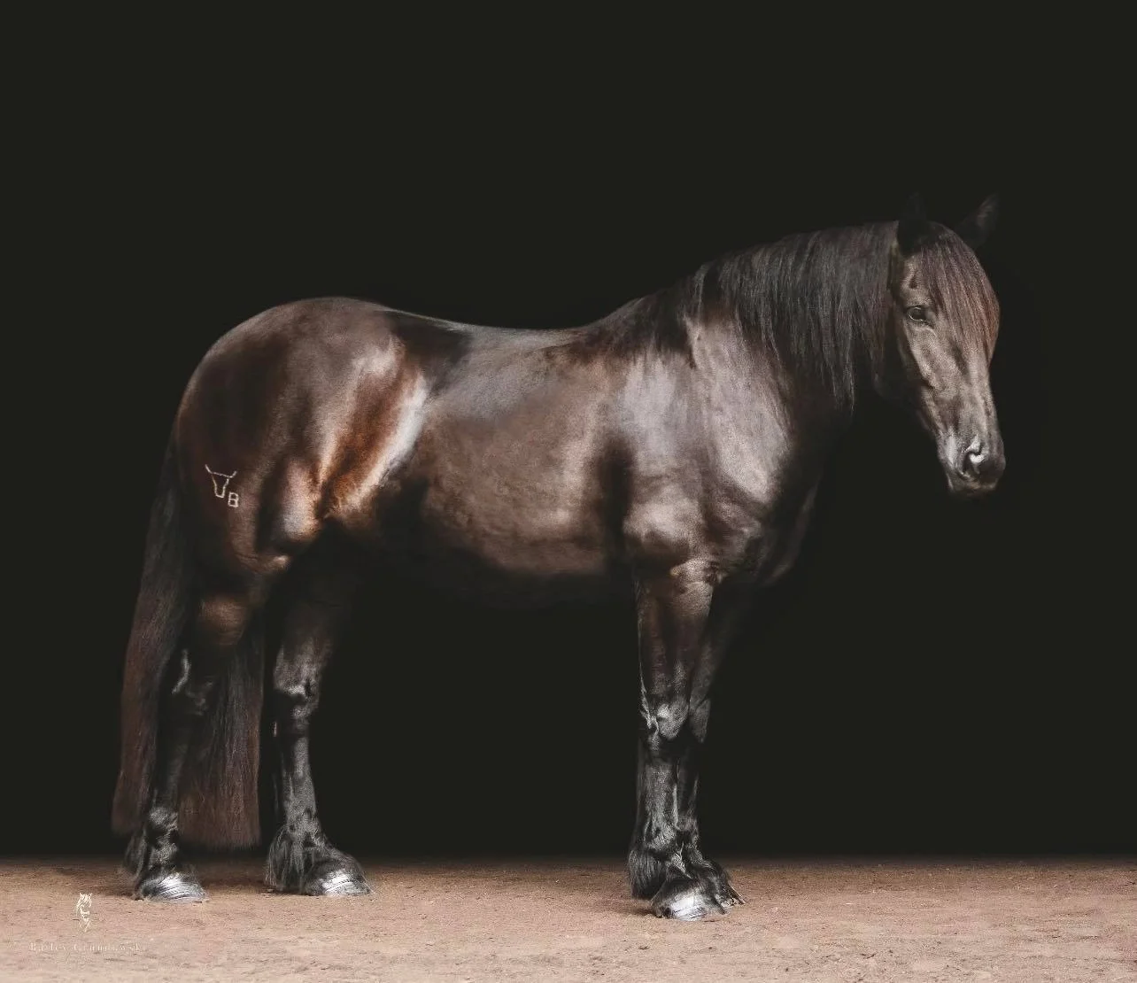 Bella - Quarter Horse Mare