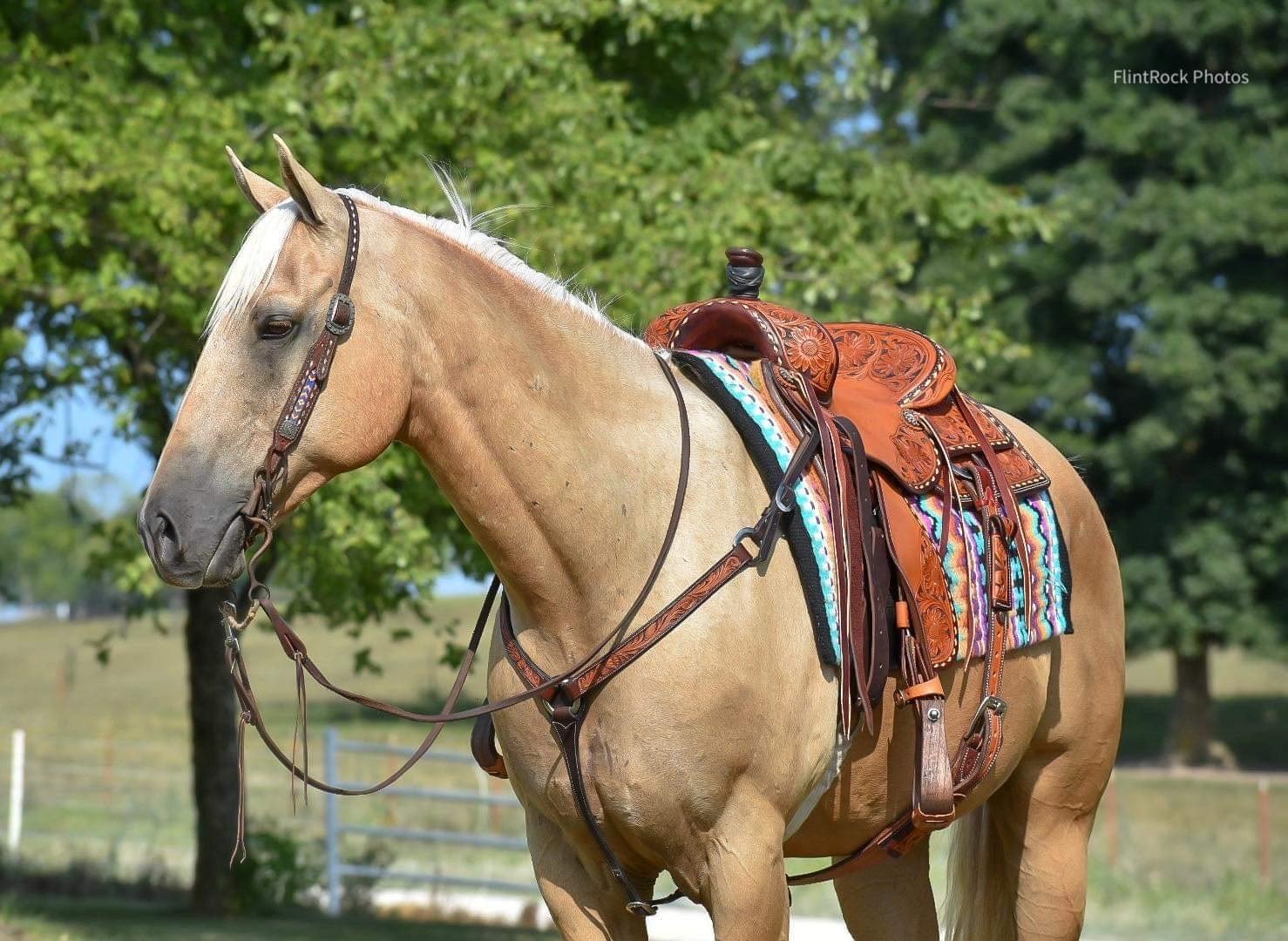 Quarter Horse For Sale